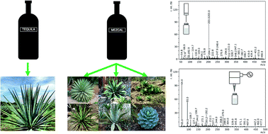 Graphical abstract: Automated chemical fingerprinting of Mexican spirits derived from Agave (tequila and mezcal) using direct-injection electrospray ionisation (DIESI) and low-temperature plasma (LTP) mass spectrometry