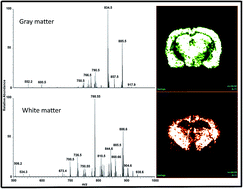 Graphical abstract: Easy ambient sonic-spray ionization mass spectrometry for tissue imaging