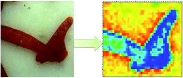 Graphical abstract: The compositional characterization and painting technique of Chinese red and white porcelain by EDXRF and SR-μXRF mapping analysis