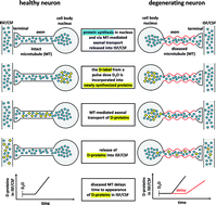 Graphical abstract: Utility of high resolution accurate mass spectrometry (HRMS) in the mass isotopomer distribution analysis (MIDA) of CSF proteins modified by stable isotope labeling in mammals (SILAM) methodology applied to neurodegenerative diseases