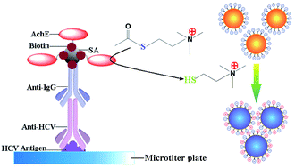 Graphical abstract: Enzyme mediated assembly of gold nanoparticles for ultrasensitive colorimetric detection of hepatitis C virus antibody