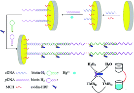 Graphical abstract: A colorimetric assay for Hg2+ detection based on Hg2+-induced hybridization chain reactions