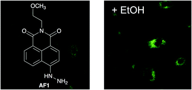 Graphical abstract: Imaging acetaldehyde formation during ethanol metabolism in living cells using a hydrazinyl naphthalimide fluorescent probe