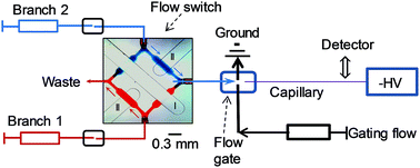 Graphical abstract: Rapid amino acid analysis of beers using flow-gated capillary electrophoresis coupled with side-by-side calibration