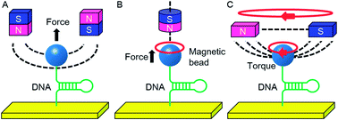 Graphical abstract: Magnetic tweezers for the mechanical research of DNA at the single molecule level