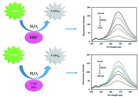 Graphical abstract: Development and validation of a novel fluorometric sensor for hydrogen peroxide monitoring in exhaled breath condensate