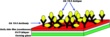 Graphical abstract: An impedimetric response study for the efficient detection of breast cancer specific biomarker CA 15-3 using a tin oxide thin film based immunoelectrode