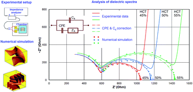 Graphical abstract: Electrochemical impedance spectroscopy of blood. Part 2: numerical analysis of experimental dielectric spectra using the biconcave shape of human erythrocytes