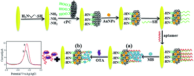 Graphical abstract: A signal-off aptasensor for the determination of Ochratoxin A by differential pulse voltammetry at a modified Au electrode using methylene blue as an electrochemical probe