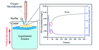 Graphical abstract: Estimation of relative oxygen metabolic activity microdistribution in biofilms based on the catastrophe point phenomenon during oxygen-infusion processes