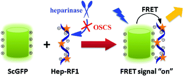 Graphical abstract: A supercharged fluorescent protein based FRET sensing platform for detection of heparin contamination