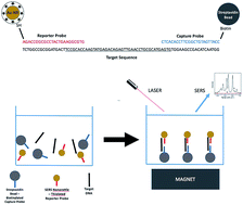 Graphical abstract: Squamous cell carcinoma DNA detection using ultrabright SERS nanorattles and magnetic beads for head and neck cancer molecular diagnostics