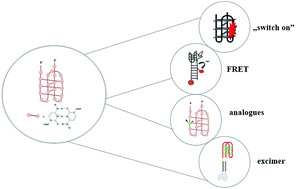 Graphical abstract: pH-Sensing fluorescence oligonucleotide probes based on an i-motif scaffold: a review