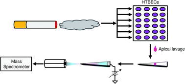 Graphical abstract: Paper spray mass spectrometry for high-throughput quantification of nicotine and cotinine