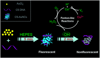 Graphical abstract: A selective nanosensor for ultrafast detection of Cu2+ ions based on C5 DNA-templated gold nanoclusters and Fenton-like reaction