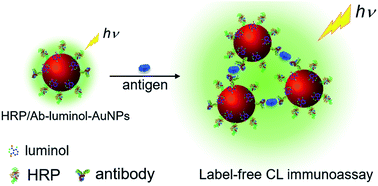 Graphical abstract: Luminol, horseradish peroxidase and antibody ternary codified gold nanoparticles for a label-free homogenous chemiluminescent immunoassay