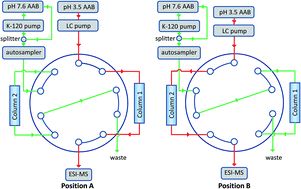 Graphical abstract: A simple and high throughput parallel dual immunoaffinity liquid chromatography-mass spectrometry system for urine drug testing