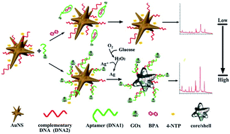 Graphical abstract: A surface-enhanced Raman scattering active core/shell structure based on enzyme-guided crystal growth for bisphenol A detection