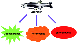 Graphical abstract: Optical probes, theranostics and optogenetics shed light on zebrafish (Danio rerio)