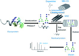 Graphical abstract: Preparation of ordered mesoporous carbon material based on poly-dopamine and its application in selective enrichment of N-linked glycans