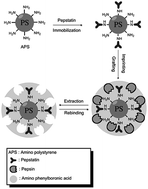 Graphical abstract: Inhibitor-assisted synthesis of molecularly imprinted microbeads for protein recognition