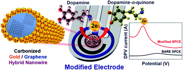 Graphical abstract: Electrospinning: a carbonized gold/graphene/PAN nanofiber for high performance biosensing