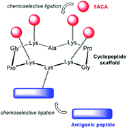 Graphical abstract: Cyclopeptide scaffolds in carbohydrate-based synthetic vaccines