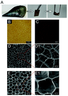 Graphical abstract: Flexible and highly interconnected, multi-scale patterned chitosan porous membrane produced in situ from mussel shell to accelerate wound healing
