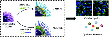 Graphical abstract: Intracellular accumulation and immunological responses of lipid modified magnetic iron nanoparticles in mouse antigen processing cells