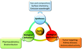 Graphical abstract: Bioapplications of renal-clearable luminescent metal nanoparticles