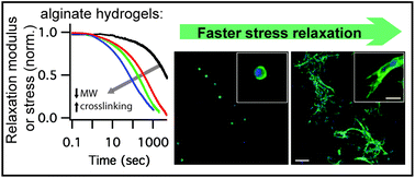 Graphical abstract: Viscoelastic hydrogels for 3D cell culture