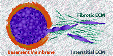 Graphical abstract: Multicellular tumor invasion and plasticity in biomimetic materials