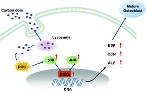 Graphical abstract: Carbon dots for tracking and promoting the osteogenic differentiation of mesenchymal stem cells