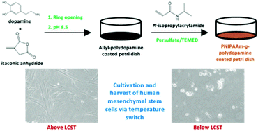 Graphical abstract: Poly(N-isopropylacrylamide) modified polydopamine as a temperature-responsive surface for cultivation and harvest of mesenchymal stem cells