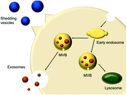 Graphical abstract: Extracellular vesicles, exosomes and shedding vesicles in regenerative medicine – a new paradigm for tissue repair