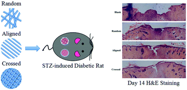 Graphical abstract: Enhanced wound healing in diabetic rats by nanofibrous scaffolds mimicking the basketweave pattern of collagen fibrils in native skin