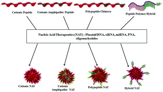 Graphical abstract: Peptides, polypeptides and peptide–polymer hybrids as nucleic acid carriers