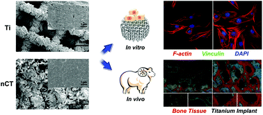 Graphical abstract: Involvement of FAK-mediated BMP-2/Smad pathway in mediating osteoblast adhesion and differentiation on nano-HA/chitosan composite coated titanium implant under diabetic conditions