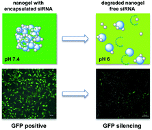 Graphical abstract: Defined pH-sensitive nanogels as gene delivery platform for siRNA mediated in vitro gene silencing