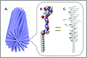 Graphical abstract: Self-assembly of peptide amphiphiles for drug delivery: the role of peptide primary and secondary structures