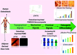 Graphical abstract: An engineered cell-imprinted substrate directs osteogenic differentiation in stem cells