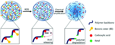 Graphical abstract: Chemical amplification accelerates reactive oxygen species triggered polymeric degradation