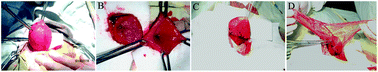 Graphical abstract: Bladder regeneration in a canine model using a bladder acellular matrix loaded with a collagen-binding bFGF