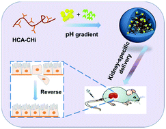 Graphical abstract: Coordination-driven assembly of catechol-modified chitosan for the kidney-specific delivery of salvianolic acid B to treat renal fibrosis