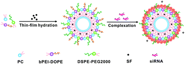 Graphical abstract: Codelivery of sorafenib and GPC3 siRNA with PEI-modified liposomes for hepatoma therapy