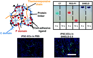 Graphical abstract: Protein-engineered hydrogels enhance the survival of induced pluripotent stem cell-derived endothelial cells for treatment of peripheral arterial disease