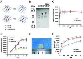 Graphical abstract: Collagen-binding VEGF targeting the cardiac extracellular matrix promotes recovery in porcine chronic myocardial infarction