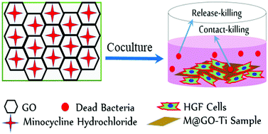 Graphical abstract: Minocycline hydrochloride loaded on titanium by graphene oxide: an excellent antibacterial platform with the synergistic effect of contact-killing and release-killing