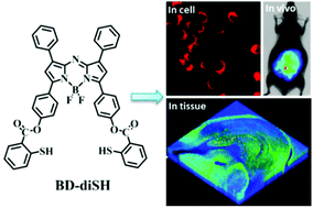 Graphical abstract: A near-infrared fluorescent probe for sensitive detection and imaging of sulfane sulfur in living cells and in vivo