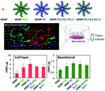 Graphical abstract: Uptake and transcytosis of functionalized superparamagnetic iron oxide nanoparticles in an in vitro blood brain barrier model